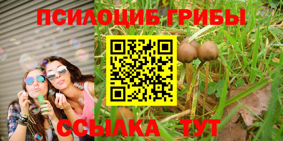 Псилоцибиновые грибы мицелий Черняховск